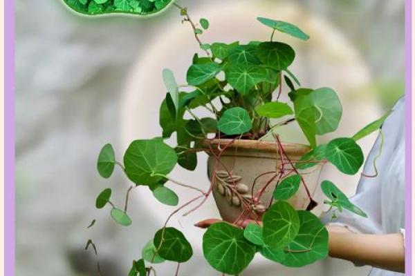 招财旺运，这些植物你养了吗？