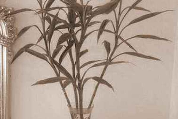 家居风水必备：植物风水布局，让你的家财源滚滚、邪气全消