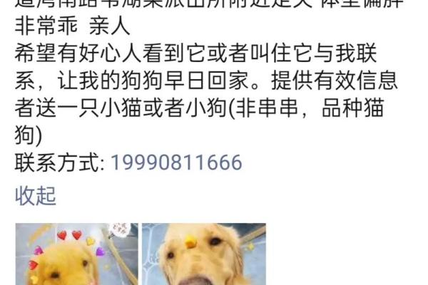 狗狗名字灵感：可爱小母狗名字推荐