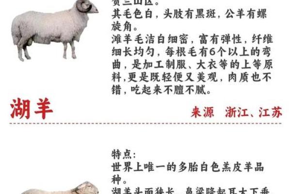 羊年男宝起名：寓意吉祥的羊姓好名字推荿