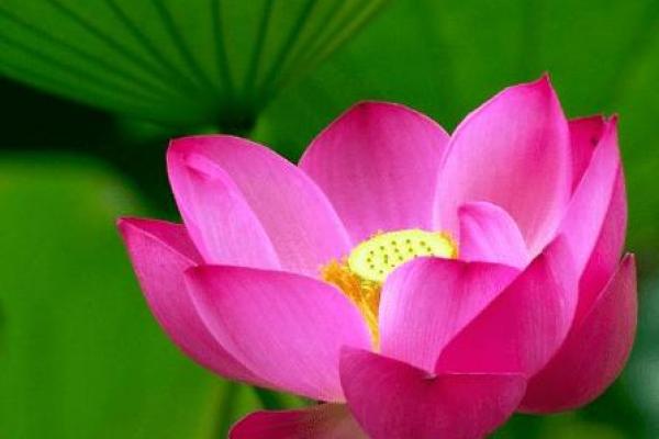 罗芸姓名运势：文雅灵动，财运亨通，宜婚姻美满