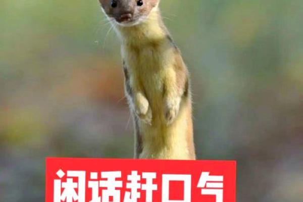 白天黄鼠狼显灵，探寻神秘命理奥秘！