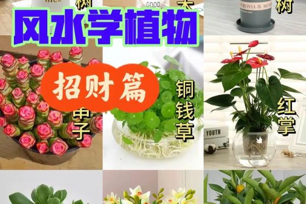 风水大师亲授：招财种子秘法，让你的财运滚滚来！