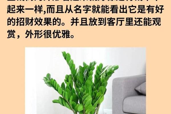 家居风水必备：招财盆栽，让你的财运翻倍