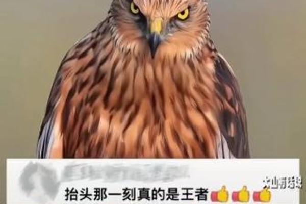 鹰眼锐利，运势亨通——揭秘鹰眼面相图中的富贵人生！