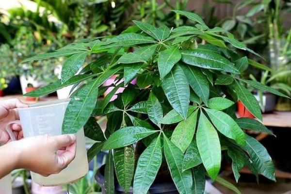 2024年风水宝典：招财植物秘籍，让你财运亨通！