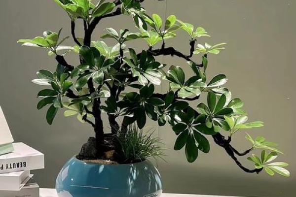 风水大师推荐：这样摆放盆栽，财运滚滚来