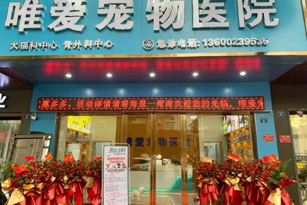 宠物医院公司命名创意：打造独特品牌的关键策略