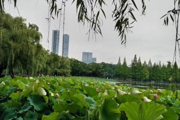 夏小沫：夏日清风，沫若星辰，名字中的独特韵味与运势解析