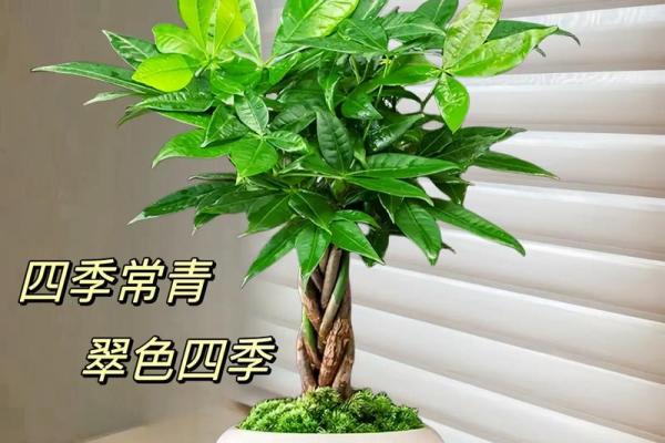家居风水秘籍：养一棵招财树，财运滚滚来！