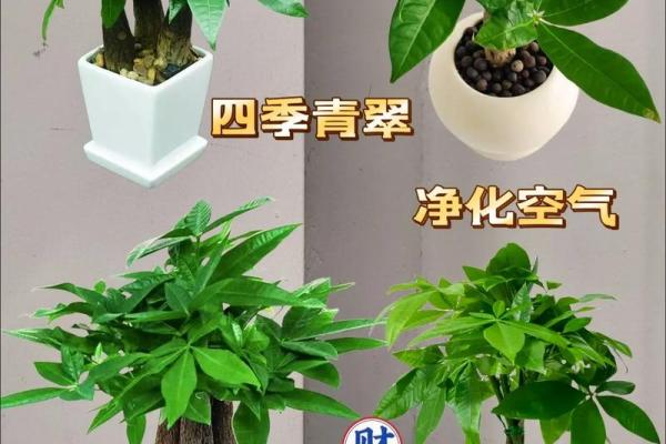 家居风水秘籍：养一棵招财树，财运滚滚来！