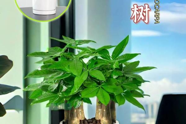 突破财运瓶颈，水晶风水招财树让你财源滚滚