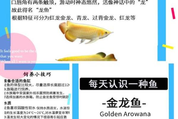 风水鱼食大揭秘：养出招财旺运的鱼儿