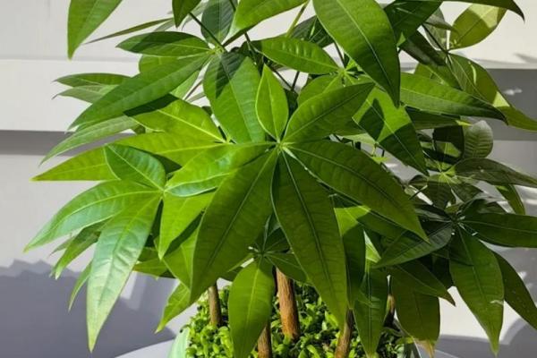 一招轻松旺财！家居风水招财树，助你财源广进