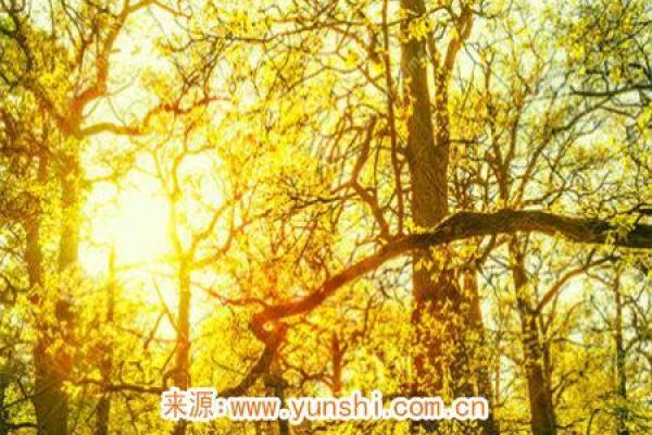 凤凰旋命理：男孩头顶的神秘征兆，运势解析大公开！