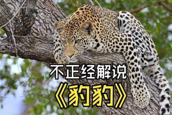 豹眼神采，面相非凡！