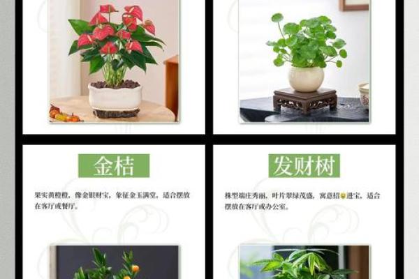 家居风水必备，这些绿植让你财源滚滚来！