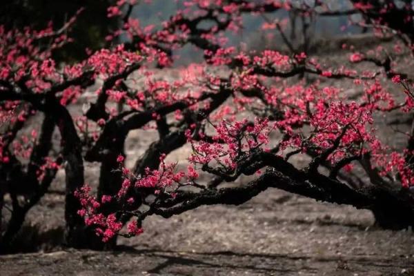地支相合桃花盛，生活美满如画卷