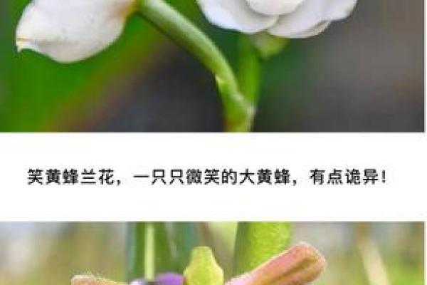 兰名字的奇葩解读：当名字遇上幽默