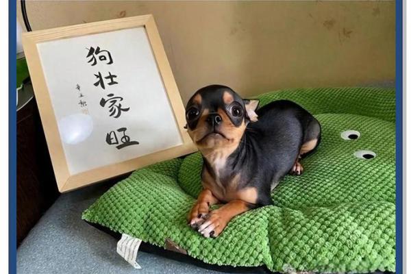 招财旺家必备，风水狗助力财运亨通！
