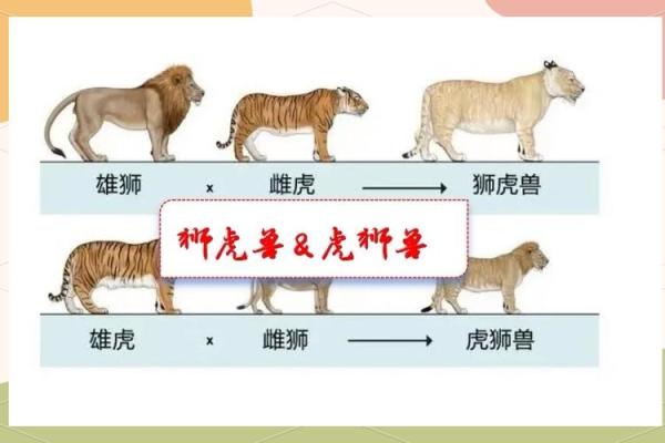 选择动物作为公司名称的优势与挑战