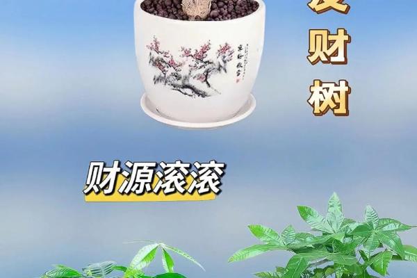 财源滚滚来，风水宝树招财树热销中