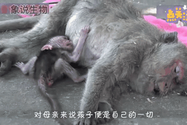 猴王赐名：向氏猴宝宝风采展现