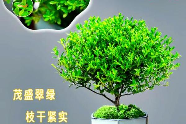 植物风水秘籍：如何用绿植招财辟邪？