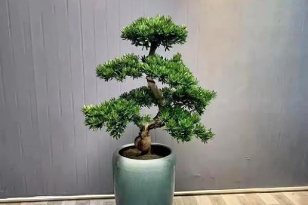 庭院风水树招财秘籍，让你的财运滚滚来！