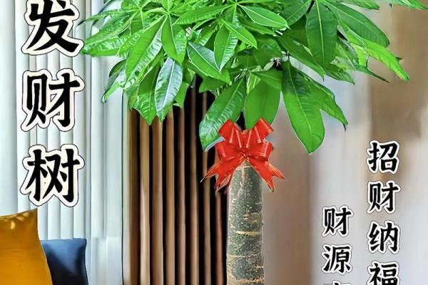 水晶风水秘籍：招财树助你财运亨通