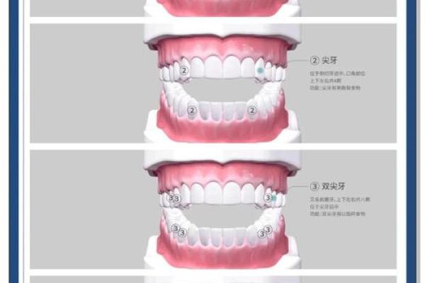 牙齿秘密：揭秘牙齿与命运之间的神秘联系