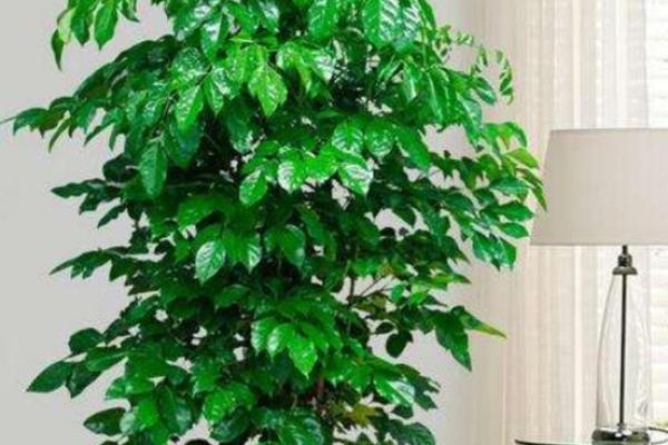 家居风水必备！门口摆放这些植物，招财旺运不是梦！