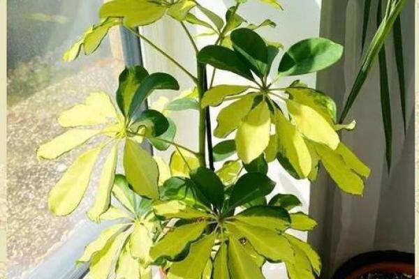 家居风水必备！门口摆放这些植物，招财旺运不是梦！