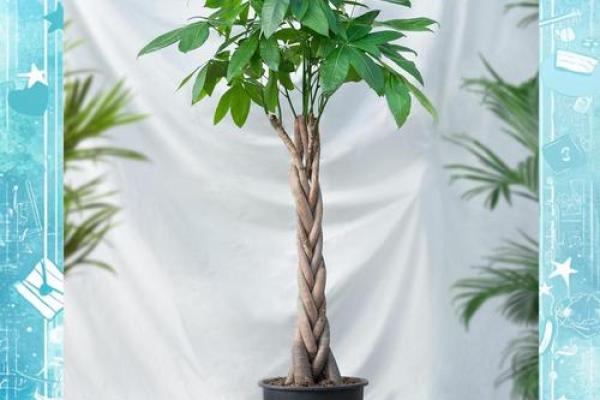 老板办公室风水植物盘点：助力事业蒸蒸日上！