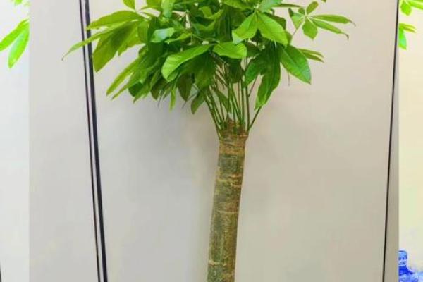 老板办公室风水植物盘点：助力事业蒸蒸日上！