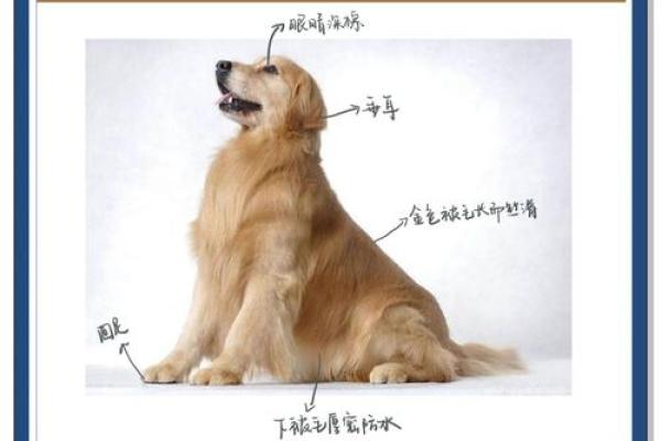 金毛狗狗命名技巧：如何给爱犬取一个贴切又好记的名字？