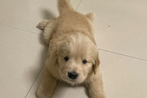 金毛狗狗命名技巧：如何给爱犬取一个贴切又好记的名字？