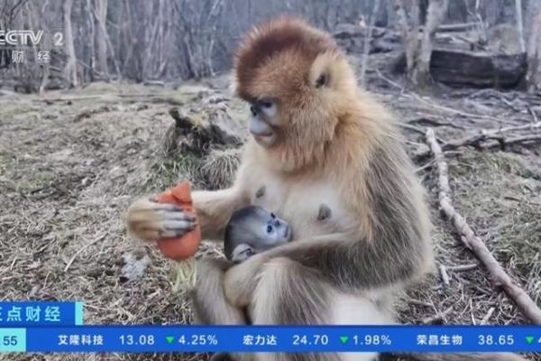 金字猴宝宝命名巧思集