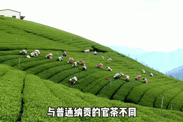 风水宝茶！普洱茶热销爆款，限时抢购