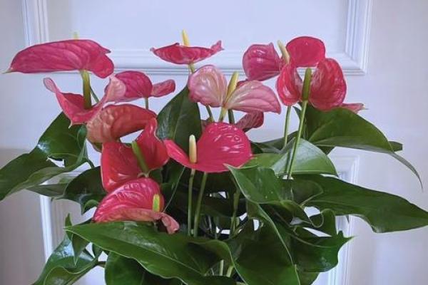 鲜花风水秘籍：轻松招财，财运亨通