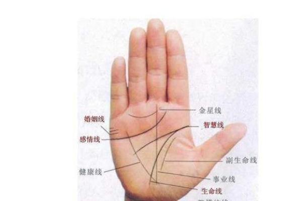 解锁手掌密码：手相经络大揭秘！