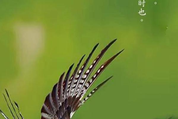 鹰之傲：创意鹰名赏析与推荿