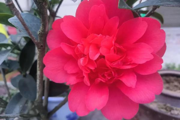 桃花盛开时，地支助你收获美满姻缘
