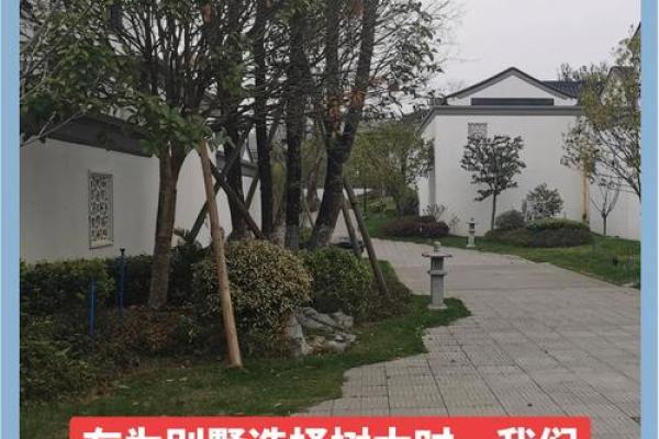 如何选择适合房后种植的大树来提升风水