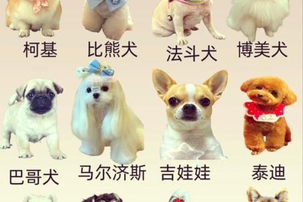 精选狗狗女孩名字：寓意美好，陪伴成长