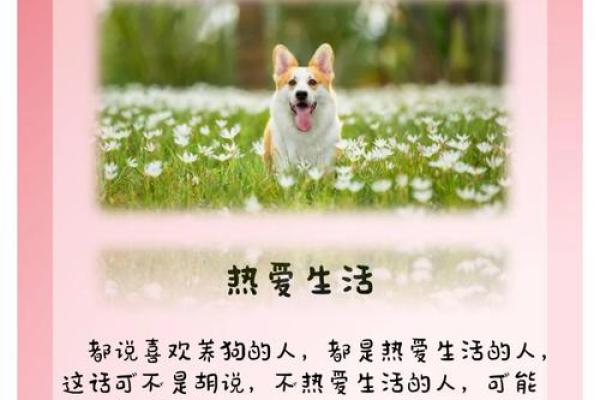 精选狗狗女孩名字：寓意美好，陪伴成长