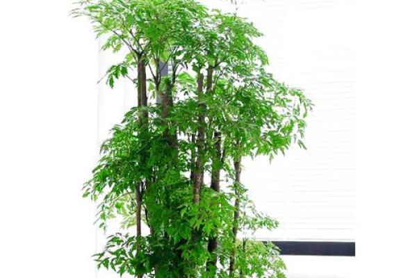 办公室绿植风水宝典，提升运势必备花卉指南