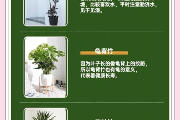 办公室绿植风水宝典，提升运势必备花卉指南