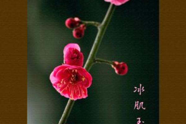 竹影人生：如何挑选寓意美好的竹字头名孿