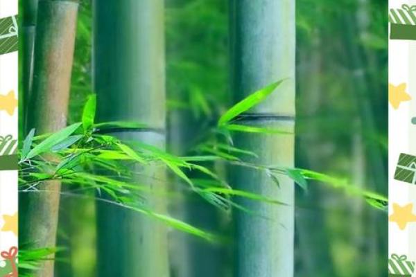 语竹之韵，运势绽放——揭秘竹韵人生密码